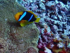 Amphiprion chrysopterus