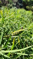 Hyles tithymali tithymali