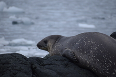 Leptonychotes weddellii