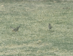 Mimus longicaudatus