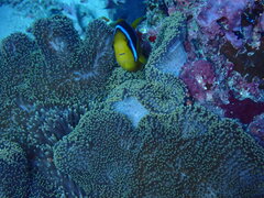 Stichodactyla mertensii