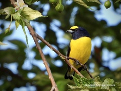 Euphonia affinis