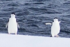 Pygoscelis antarcticus