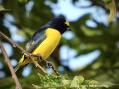 Euphonia affinis