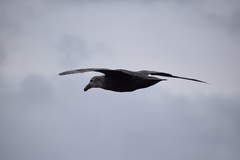 Macronectes giganteus