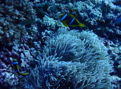 Heteractis crispa