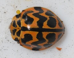 Cleobora mellyi