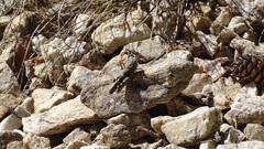 Oedipoda