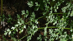 Laserpitium gallicum