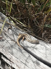 Trachylepis capensis