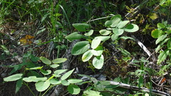 Laserpitium latifolium