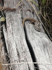 Trachylepis capensis