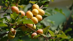 Prunus brigantina