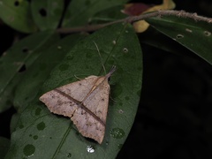 Hypena strigata