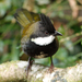 Southeast Eastern Whipbird - Photo (c) Julien Renoult, some rights reserved (CC BY), uploaded by Julien Renoult