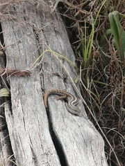 Trachylepis capensis