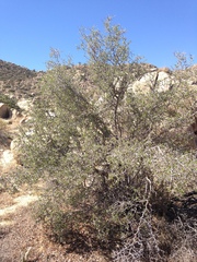 Prunus fremontii