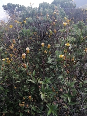 Electranthera mutica