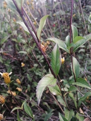 Electranthera mutica