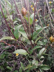 Electranthera mutica