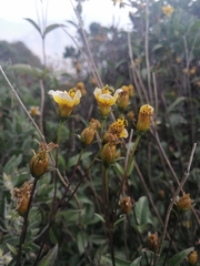 Electranthera mutica