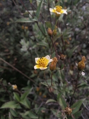 Electranthera mutica