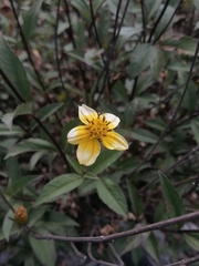 Electranthera mutica