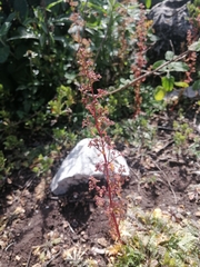 Dysphania graveolens