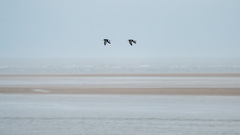 Haematopus ostralegus