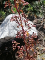 Dysphania graveolens