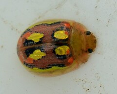 Paropsisterna nobilitata