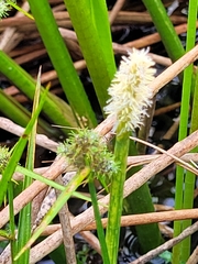 Eleocharis interstincta