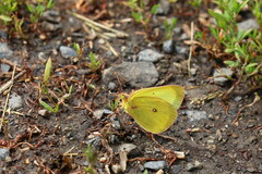 Colias occidentalis