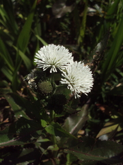 Gymnocoronis spilanthoides