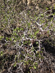 Prunus fremontii