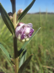 Angelonia integerrima