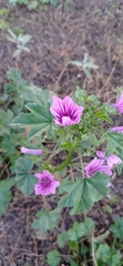 Malva sylvestris
