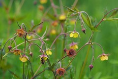 Geum × intermedium