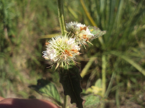 Hyptis brevipes iNat (2)