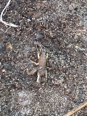 Neoscapteriscus borellii