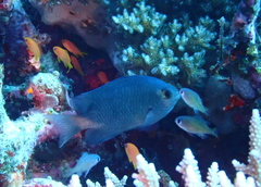 Pomacentrus callainus