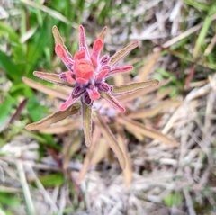 Castilleja arvensis pastorei