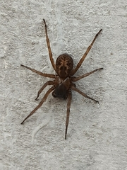 Amaurobius