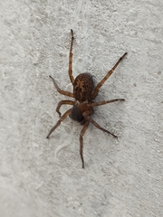 Amaurobius