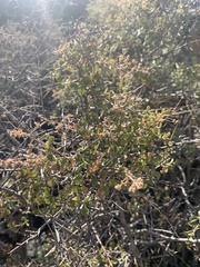 Holodiscus discolor microphyllus