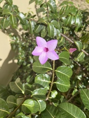 Cryptostegia madagascariensis