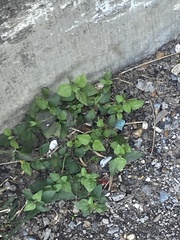 Calyptocarpus vialis