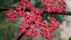 Cissus erosa