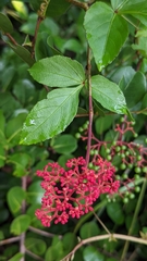 Cissus erosa