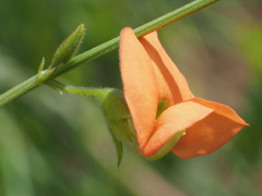 Tephrosia marginella